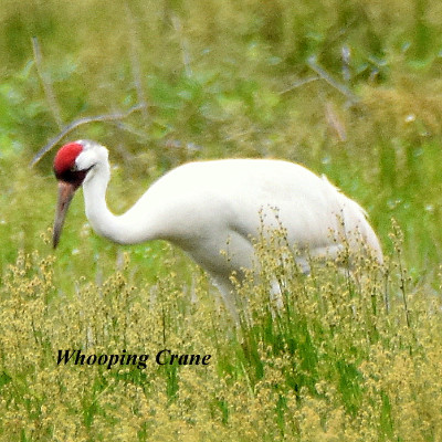 Whooping Crane